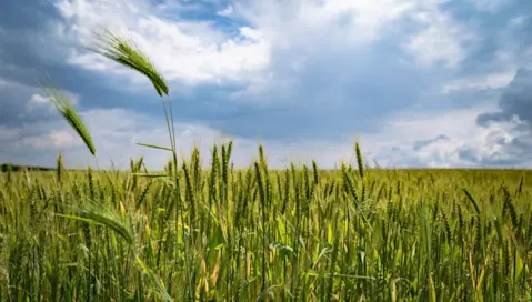 A wheat field in daytime.