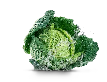 Lettuce head