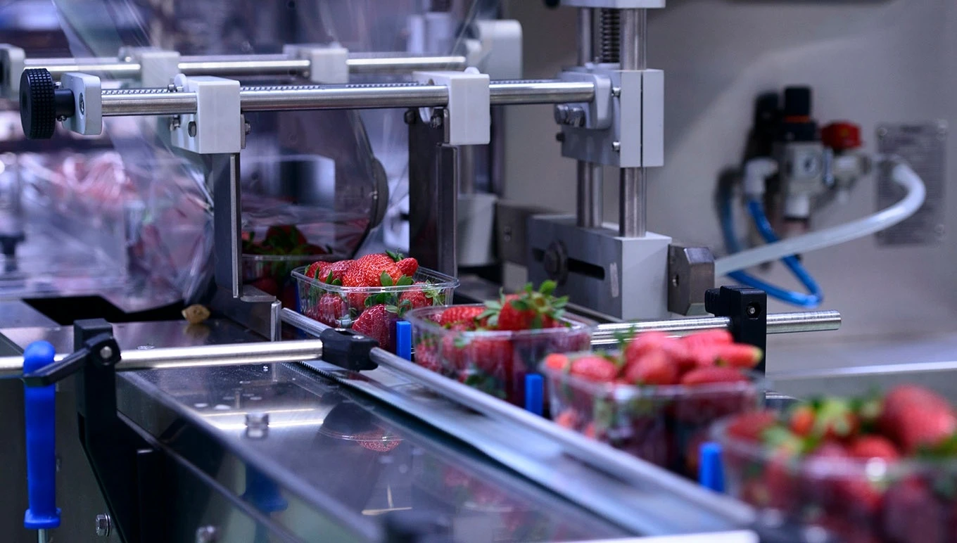 strawberries on a conveyer belt
