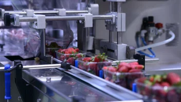 strawberries on a conveyer belt