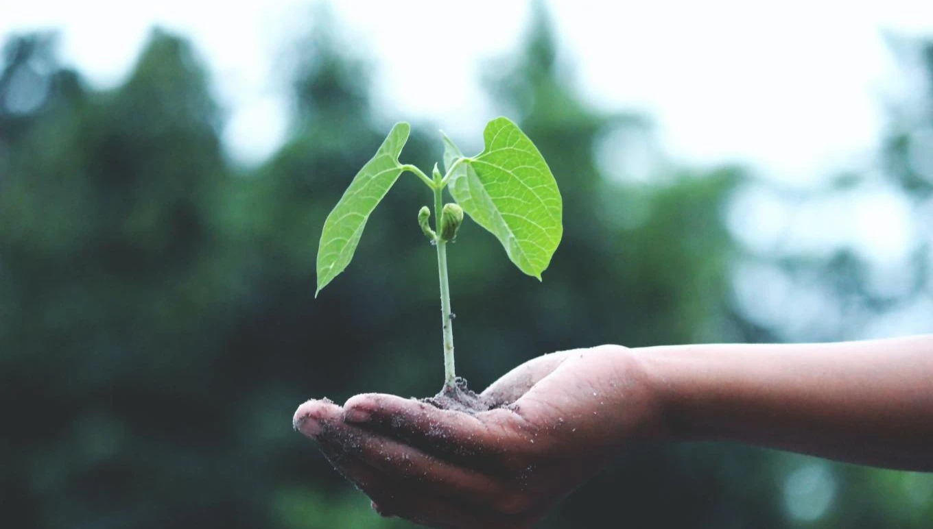 A seedling grows from a handful of soil, symbolizing renewal and sustainability.
