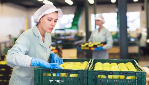 A food facility employee inspects fresh apples in a crate.