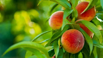 Peaches on tree