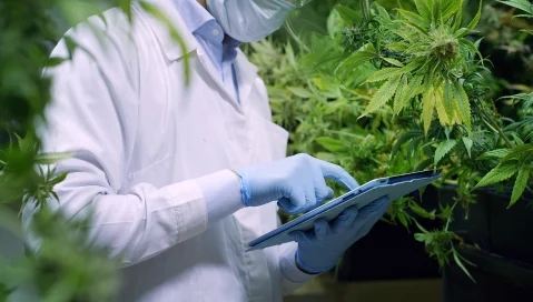 Man on tablet in front of a cannabis plant