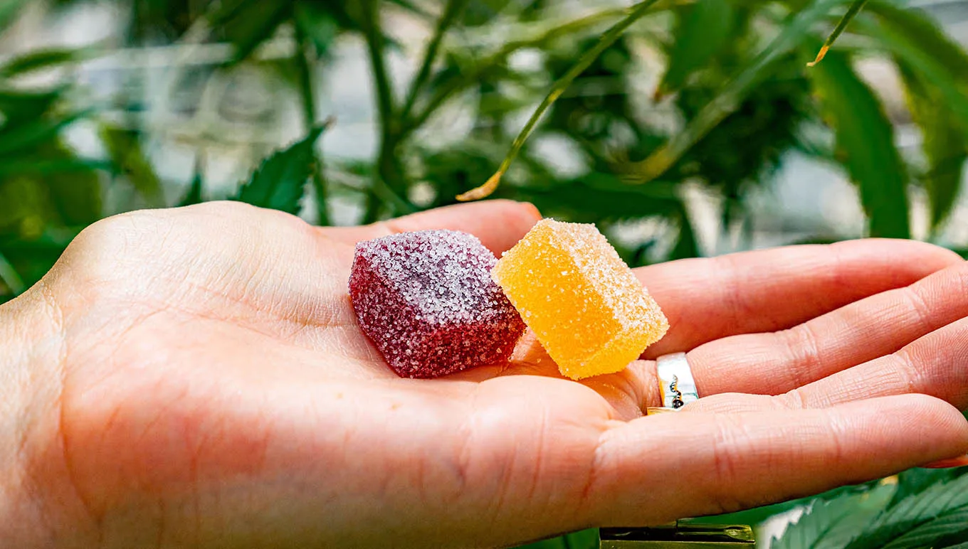 How Can Process Manufacturers Use ERP Technology to Tap Into the $49 Million Legal Cannabis Market?
