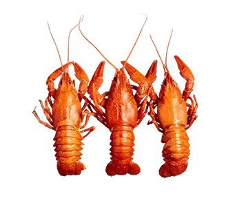 Three lobsters