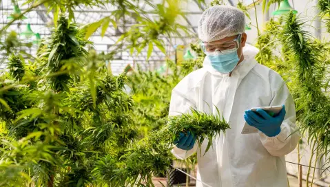 Worker inspecting cannabis plant