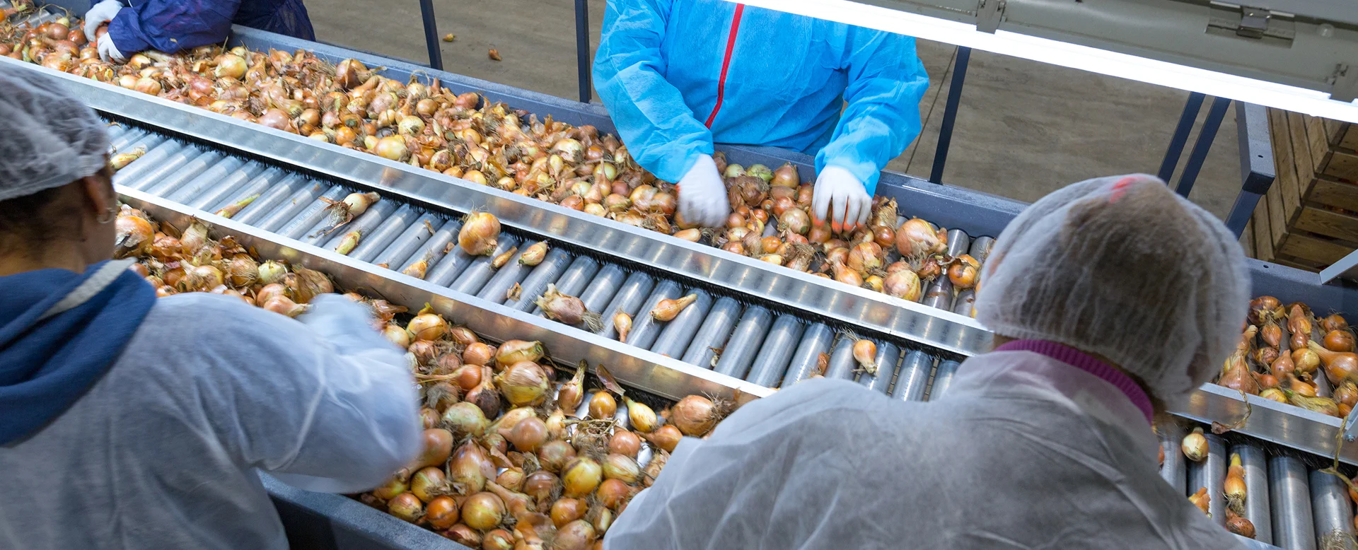 Workers sorting onions on a conveyor line at an agricultural packing facility
