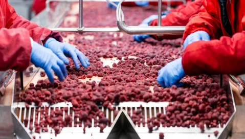 Fresh produce industry workers sort raspberries on a conveyer belt.