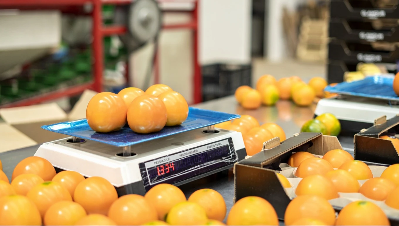 Oranges being weighed on a digital scale.