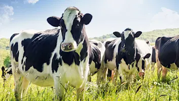 cows in pasture