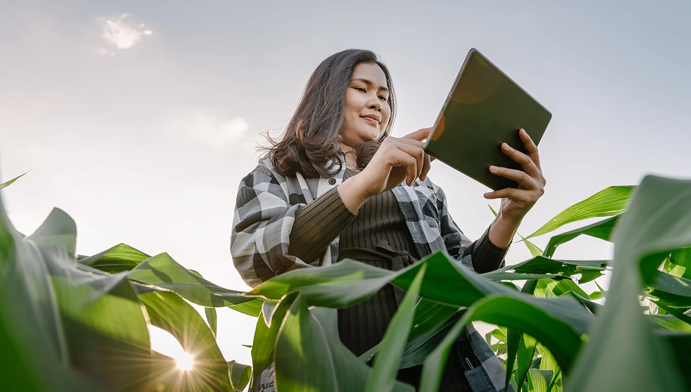 Woman looking at tablet in corn field.