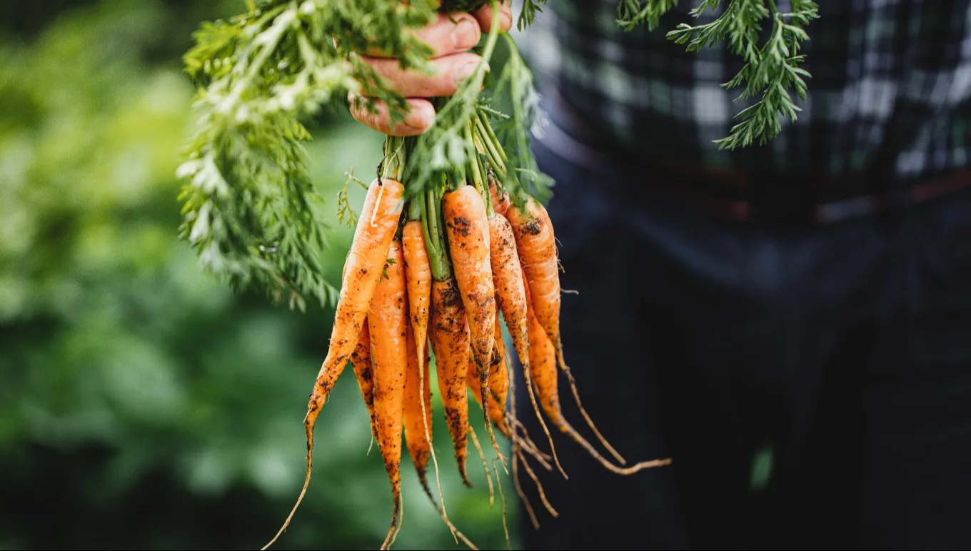 4 Focus Areas for Fresh Produce Businesses and How ERP Software Facilitates Success