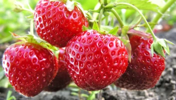 Ripe strawberries on the vine.