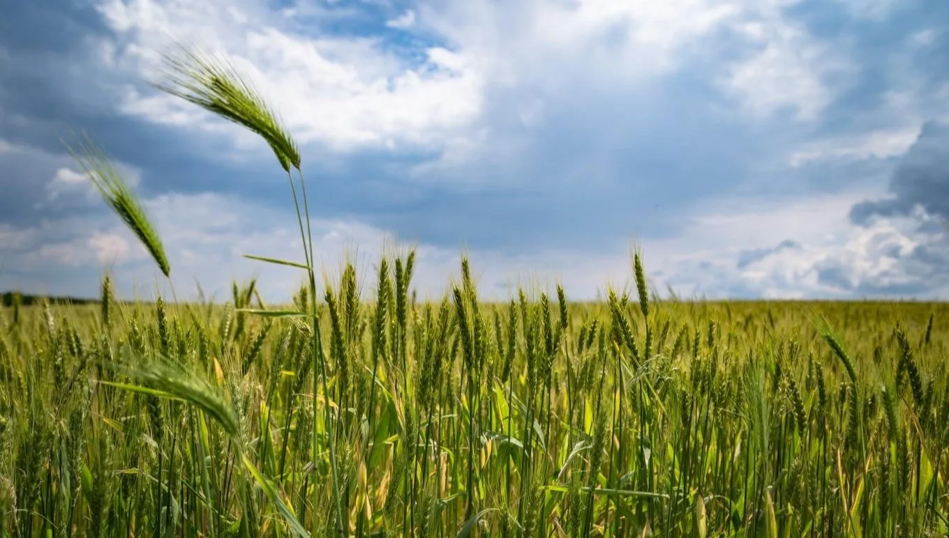 4 Ways Food and Beverage Businesses Can Shrink Their Carbon Footprint
