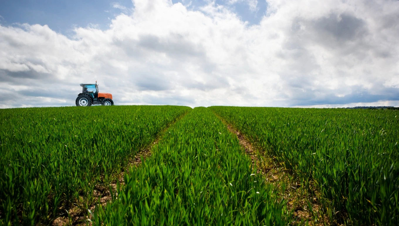 A tractor moves across a field of crops.