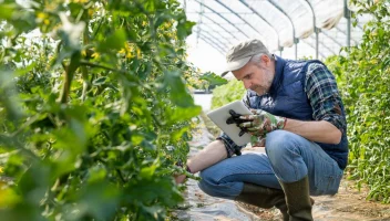 Man surrounded by plants in greenhouse looking at a tablet.