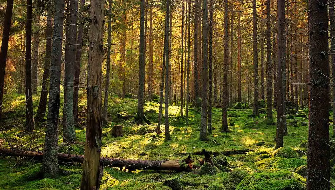 Forest