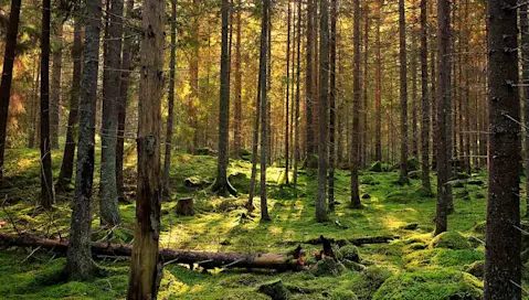 Forest