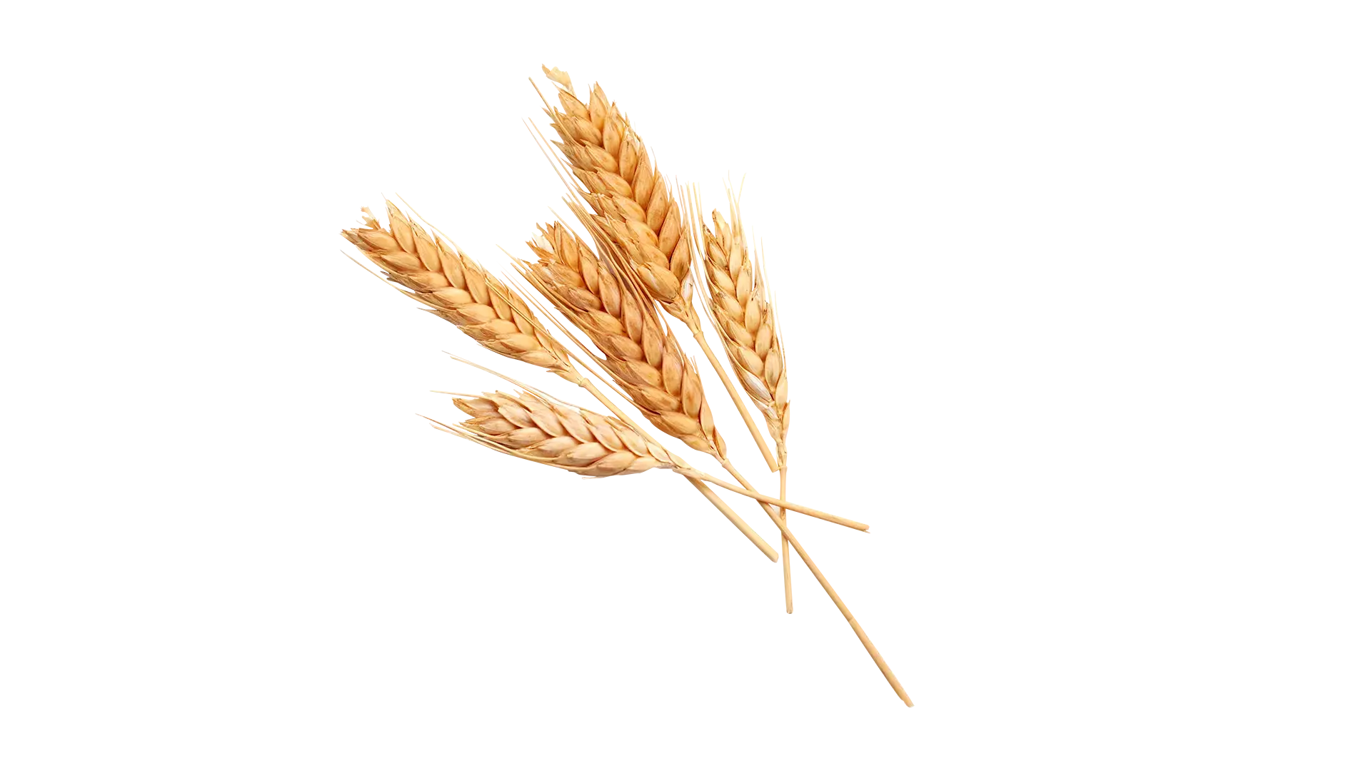 Heads of wheat grain