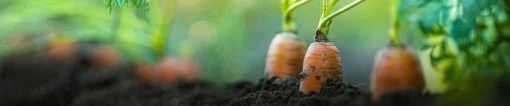 Carrots planted in row