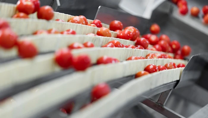 Tomaten op lopende banden