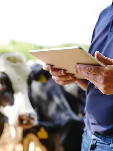 Dairy farmer with tablet in cow pasture