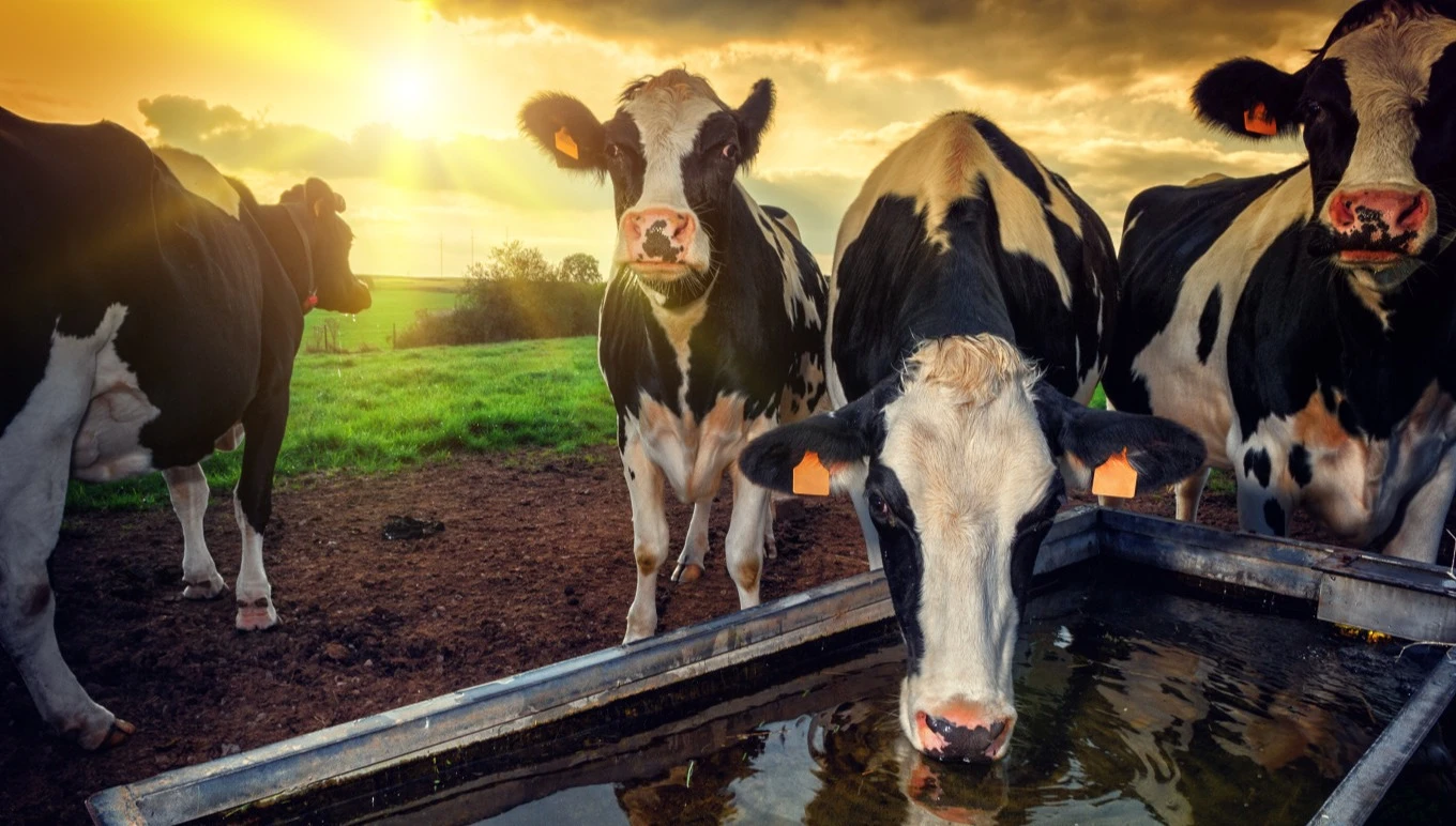 Cows in a pasture drink from a trough.