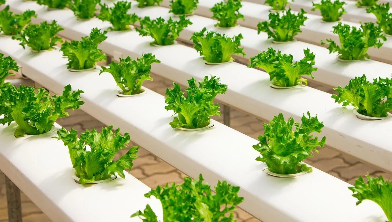 card-benefits-of-hydroponics