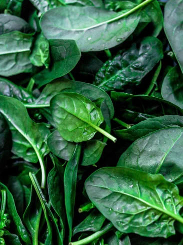 Fresh spinach leaves