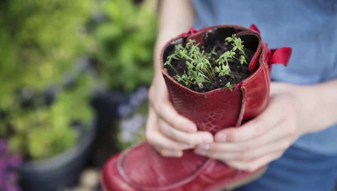 Red boot used for potting