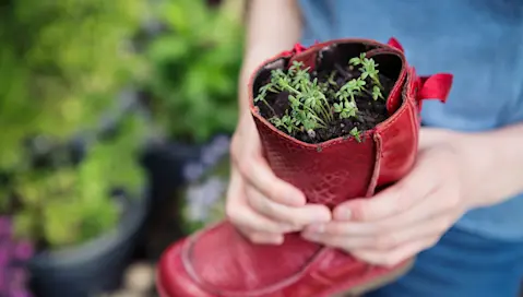 Red boot used for potting