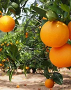 Tree containing oranges