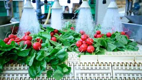 Radishes being washed.