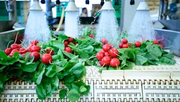 Radishes being washed.