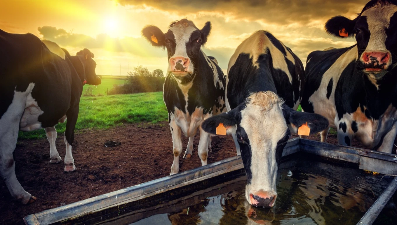 Dairy cows drink from a basin at sunset.