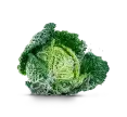 Head of lettuce