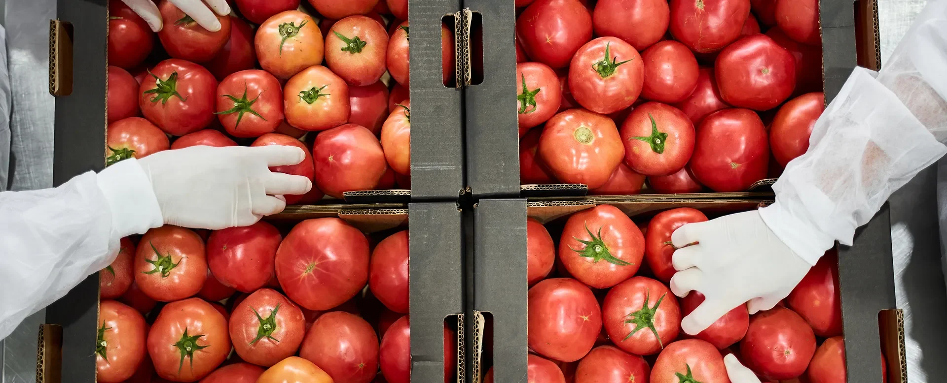 The hands of two food workers seen from above, wearing gloves and sorting tomatoes