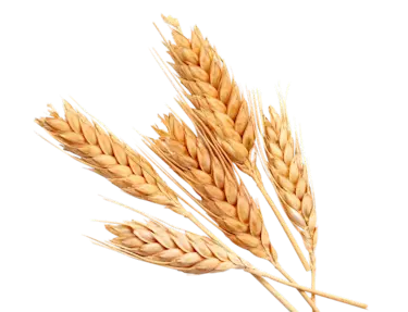 Wheat