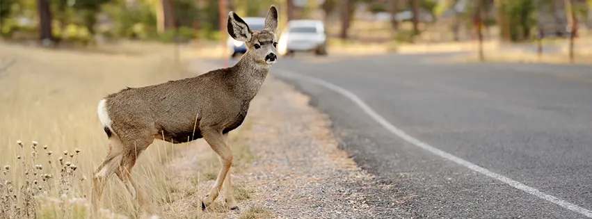 Small deer preparing to cross the road with car traffic in the background