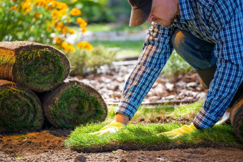 Landscaper carefully unrolls and positions strips of sod for a new lawn