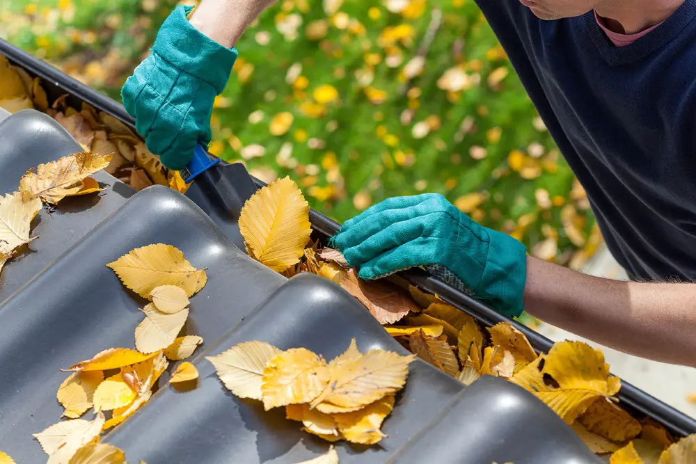 Home owner on ladder wearing green gloves and cleaning out leaves from the gutter during fall