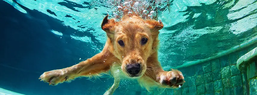 Dog swimming underwater with paws out at home pool in backyard