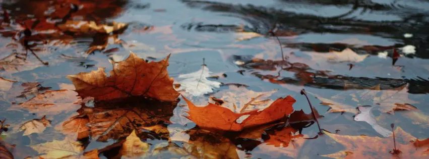 Orange and brown leaves that have fallen from a tree into a puddle of water