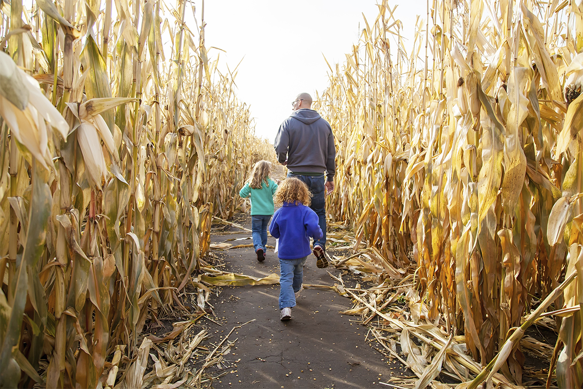 Father leading two daughters through a corn maze