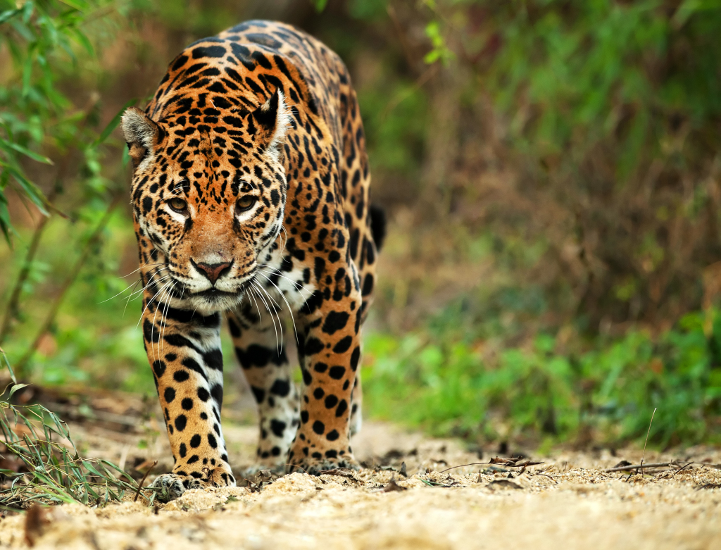 chavin culture jaguar