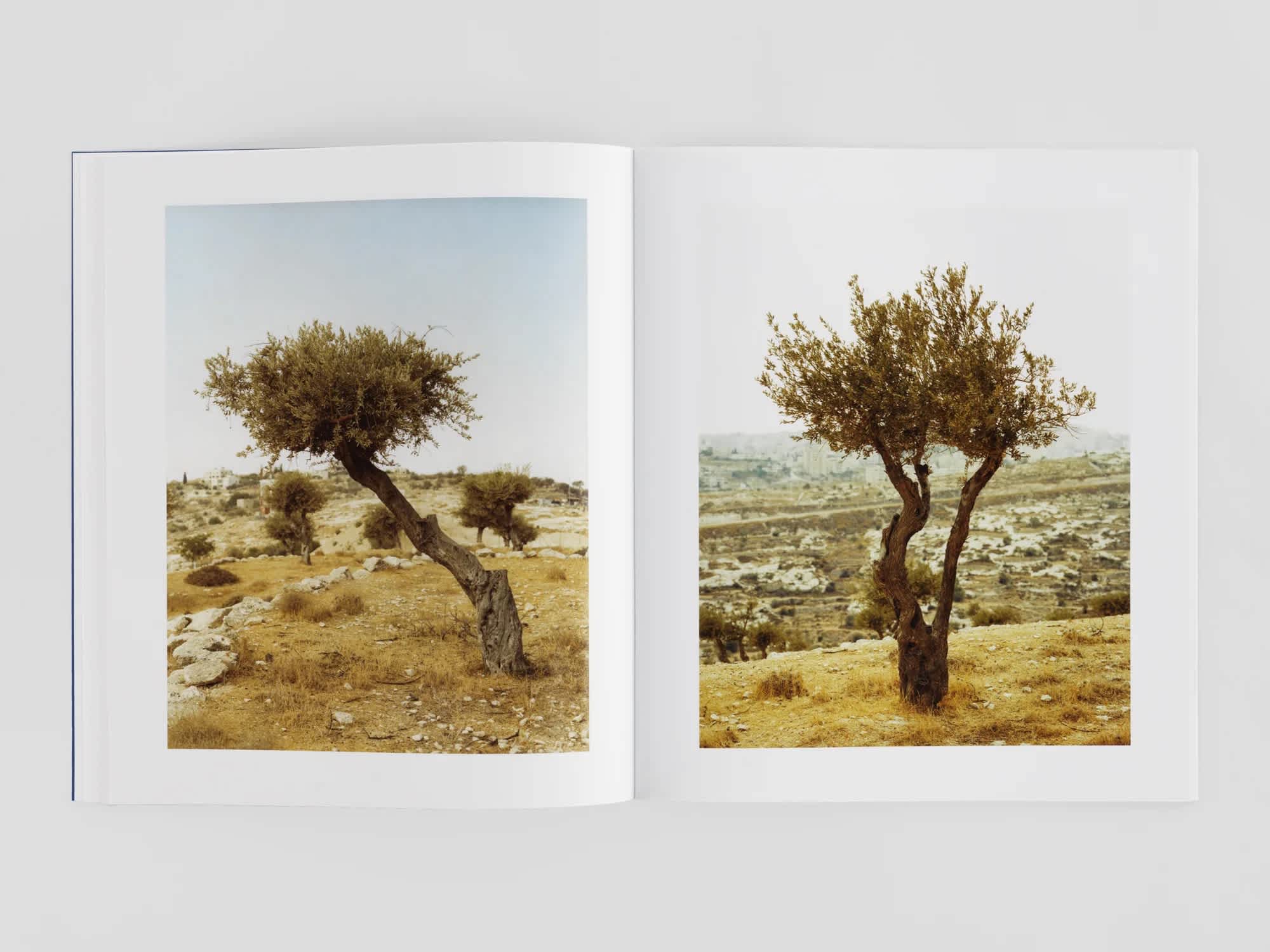 An open book with a photograph of singular trees on each page. A white border is around each of the photographs.