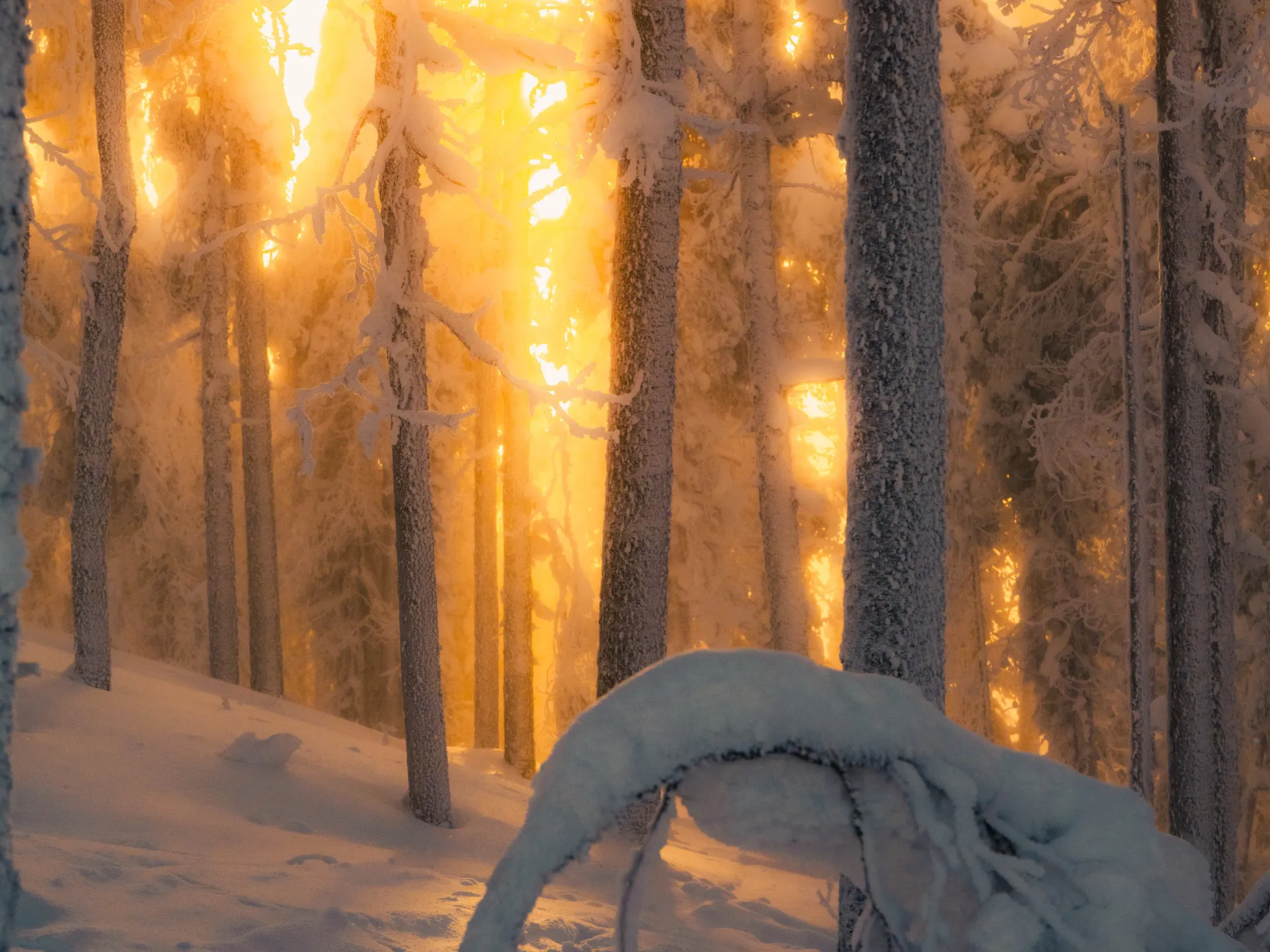 Luminen metsä auringonlaskussa