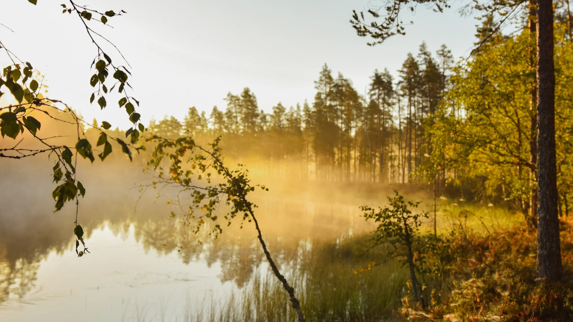 Syksyinen luontomaisema, jossa näkyy pieni usvan peittämä lampi ja auringonnousu.
