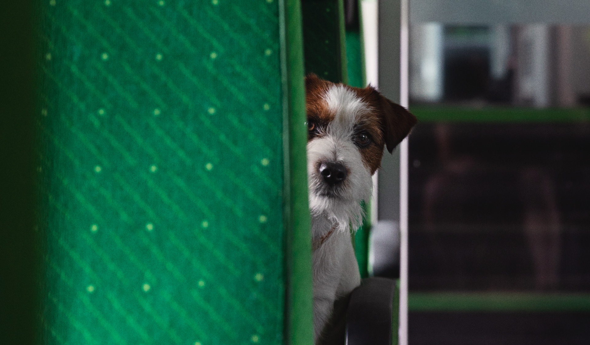 are dogs allowed on trains